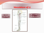 15-final Vasculature of lower limb