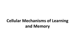 Cellular Mechanisms of Learning and Memory