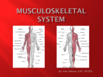 Musculoskeletal System