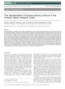 The representation of Kanizsa illusory contours in the monkey