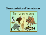 Characteristics of Vertebrates