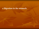 Lecture 34. Digestion in the stomach