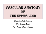 Vascular anatomy of the upper limb