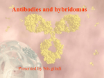 Giladi N.Antibodies and hybridomas