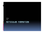 RETICULAR FORMATION