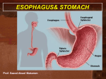 L1- Esophagus and stomach final2014-11-16 06