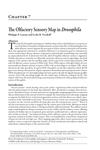 The Olfactory Sensory Map in Drosophila