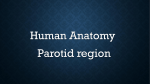 parotid gland and duct