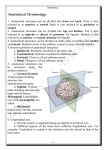 Anatomical Terminology