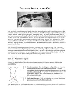 Cat Dissection of the Digestive System