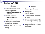 Golgi apparatus