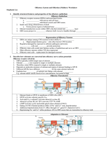 Olfactory System and Olfaction (Molitor): Worksheet Stephanie Lee