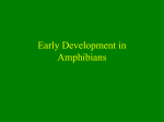 Axis formation in Amphibians