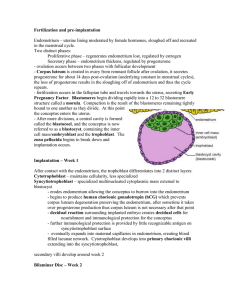 Conceptus – anything developed from fertilized egg