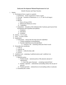 Embryonic Development
