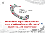 Dromedaries as possible reservoir of some infectious diseases