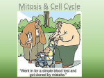 Mitosis and Cell Cycle