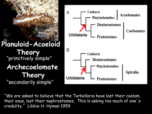 Flatworms and Evolution