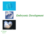 Embryonic Development - mvhs