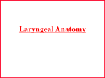 Laryngeal Cartilage`s