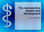 The reproductive system