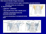 Pectoral Girdle and upper extremity