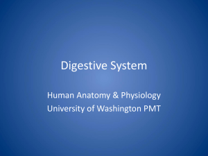 Digestive System