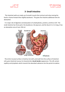 Movement of the small intestine