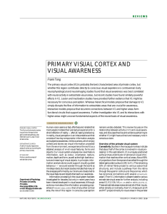 primary visual cortex and visual awareness