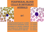 Peripheral Blood Cells in Different Animals