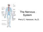 Somatic nervous system