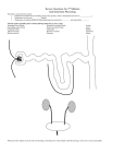 Calculating GFR