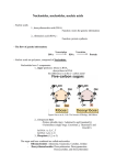 Nucleosides, nucleotides, nucleic acids