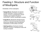 Feeding I: Structure and Function of Mouthparts