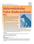 atrioventricular_valve_endocardiosis