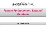 4-Female Perineum