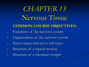 Chapter 13 - Nervous Tissue