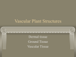 Vascular Plant Structures