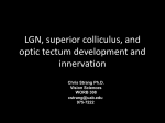 Target innervation and LGN/colliculus development