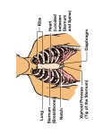 Sternum (Breastbone) Notch Xiphoid Process (Tip of the Sternum
