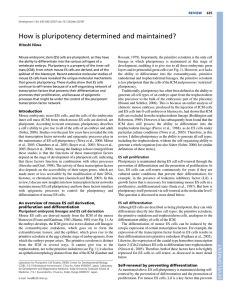 How is pluripotency determined and maintained?