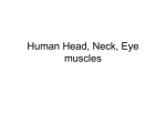 Human Head, Neck, Eye muscles