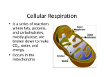 Cell Energyrespiration