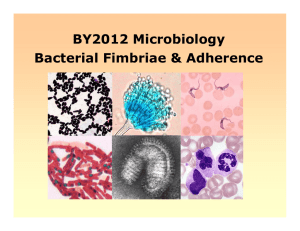 bacterial fimbriae adherence
