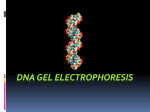 DNA-Polymerase