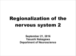 Regionalization of the nervous system 2
