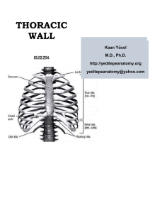 Dr.Kaan Yücel http://yeditepeanatomy.org Thoracic Wall THORACIC