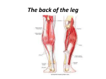 Tibial nerve