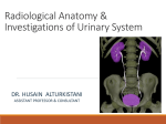 7-Anatomy and investigation of GU system2016-11