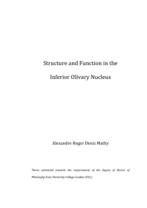Structure and Function in the Inferior Olivary Nucleus